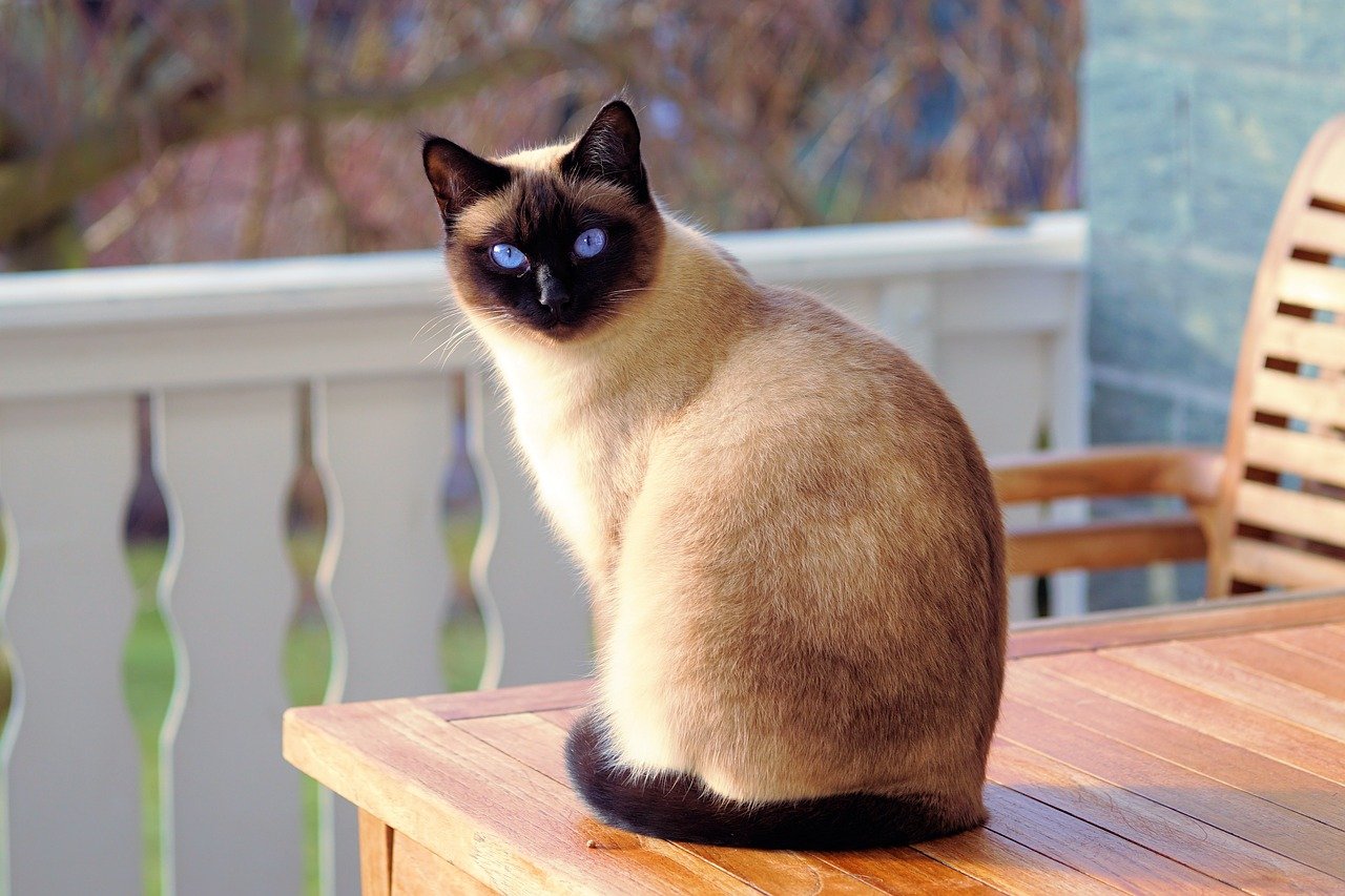 Comment empêcher les chats de s approcher des meubles de jardin